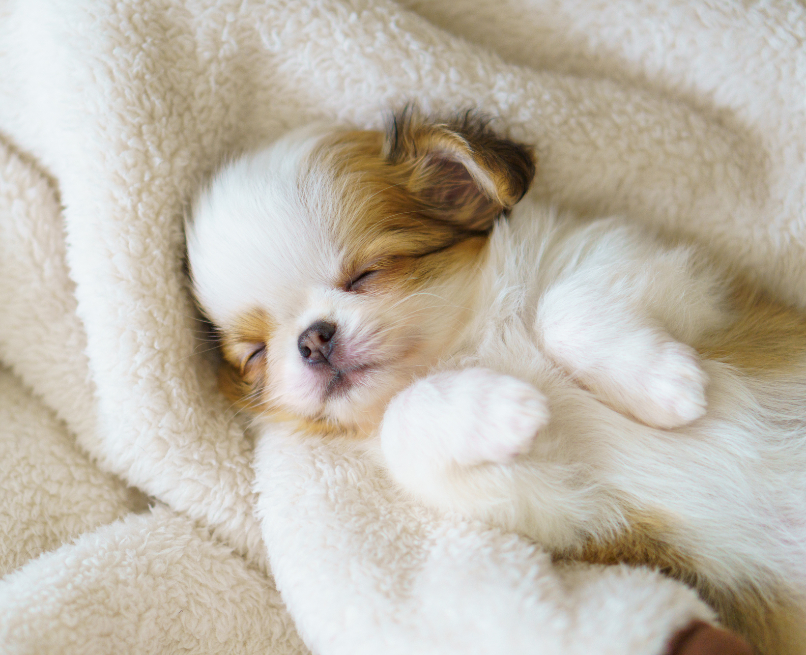 ドッグサロンFluffy queue　ご挨拶